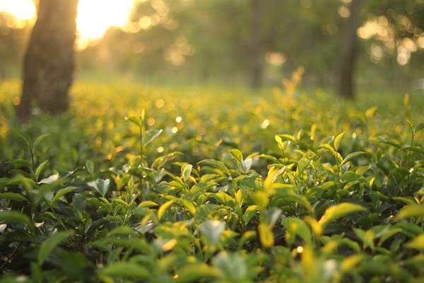 Anbau von Darjeeling Tee